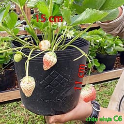 combo 100 Chậu nhựa trồng cây và ươm cây gióng miệng.đáy.cao 15x11x11 -77100