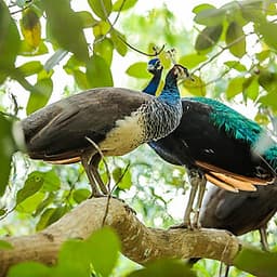 Vé Tham Quan Làng Voi Pattaya, Thái Lan - Một Giờ Trekking Cùng Voi (16:00 - 17:00)