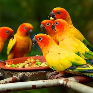 Vé Vườn Chim Jurong (Jurong Bird Park), Singapore