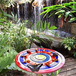 Vé Tham Quan Butterfly Park & Insect Kingdom Singapore