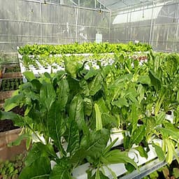 Hạt giống Cải Bó Xôi / Rau chân vịt F1 - nảy mầm cao