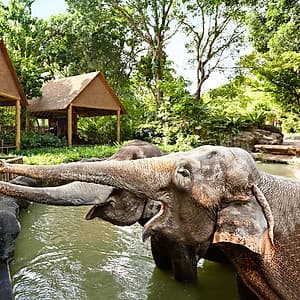 Vé Tham Quan Sở Thú Singapore - Singapore Zoo