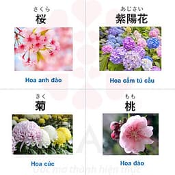 Khóa học tiếng Nhật Online N5 cùng HAATO (Học phần 2 từ Bài 9 -16) 