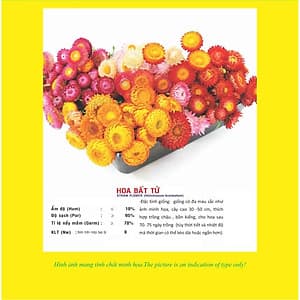 02 gói Hạt giống hoa bất tử nhiều màu Italy VTP69