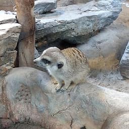 Vé Sở Thú KL Tower Mini Zoo, Kuala Lumpur