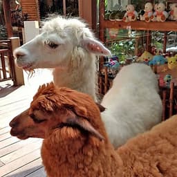 Vé Sở Thú KL Tower Mini Zoo, Kuala Lumpur