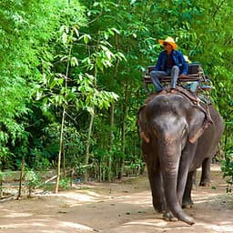 Vé Tham Quan Làng Voi Pattaya, Thái Lan - Một Giờ Trekking Cùng Voi (16:00 - 17:00)