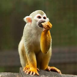 Vé Sở Thú KL Tower Mini Zoo, Kuala Lumpur