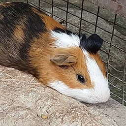 Vé Sở Thú KL Tower Mini Zoo, Kuala Lumpur
