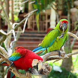 Vé Tham Quan Bali Bird Park, Indonesia
