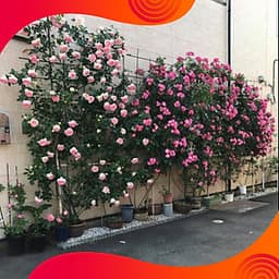 01 Gói Hạt Giống Hoa Hồng Leo Pháp Mix 