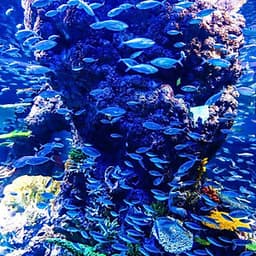 Vé Tham Quan Thủy Cung Sea Aquarium Singapore Tại Sentosa