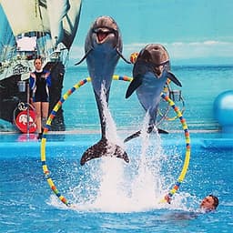 Vé Dolphins Bay Nemo Phuket, Thái Lan - Ghế Thường