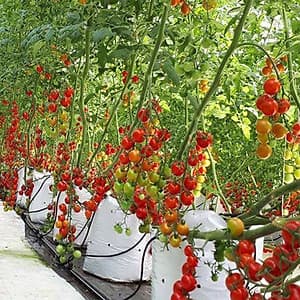 Hạt giống Cà chua bi Cherry F1 nảy mầm cao Titapha