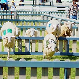 Vé Nông Trại Cừu Swiss Sheep Farm Pattaya