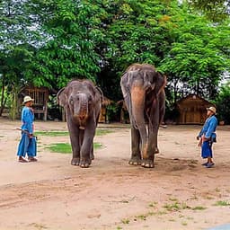 Vé Tham Quan Làng Voi Pattaya, Thái Lan - Một Giờ Trekking Cùng Voi (16:00 - 17:00)