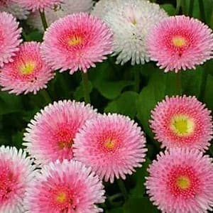 Bộ 1 gói Hạt giống hoa  cúc anh mix 50 hạt