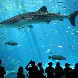 Vé Tham Quan Thủy Cung Sea Aquarium Singapore Tại Sentosa