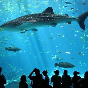 Vé Tham Quan Thủy Cung Sea Aquarium Singapore Tại Sentosa