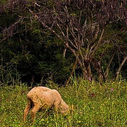 Vé Tham Quan Làng Primo Piazza Khao Yai, Thái Lan