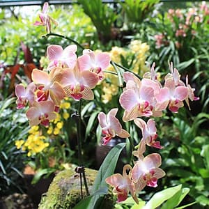 Vé Tham Quan Vườn Lan National Orchid Garden Ở Singapore