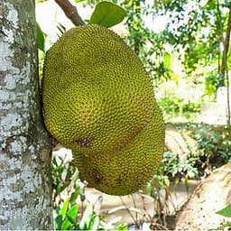 Tour Cao Cấp: Mỹ Tho - Bến Tre 1 Ngày, Cơm Phần Đặc Sản, Khởi Hành Hàng Ngày