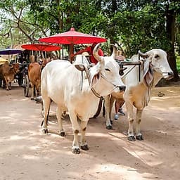 Vé Tham Quan Làng Voi Pattaya, Thái Lan - Một Giờ Trekking Cùng Voi (16:00 - 17:00)