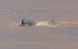 TOUR CAMPUCHIA 3N2Đ: KRATIE - PREAH VIHEAR - STUNG TRENG - VIETKITE TRAVEL