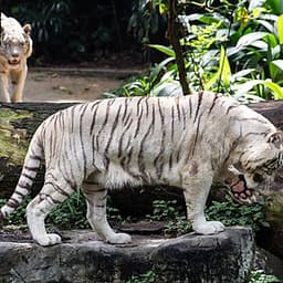 Vé Tham Quan Sở Thú Singapore - Singapore Zoo