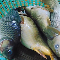 Cám Chuyên Câu Cá Chép Tự Nhiên Và Hồ Dịch Vụ Câu Lục, Câu Đơn Hiệu Quả
