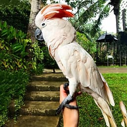 Vé Tham Quan Bali Bird Park, Indonesia