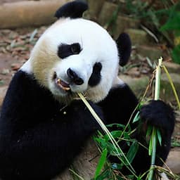 Vé Tham Quan Sở Thú Singapore - Singapore Zoo