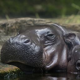 Vé Tham Quan Sở Thú Singapore - Singapore Zoo