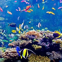 Vé Tham Quan Thủy Cung Sea Aquarium Singapore Tại Sentosa
