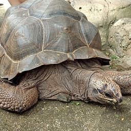 Vé Sở Thú KL Tower Mini Zoo, Kuala Lumpur