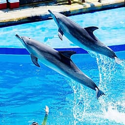 Vé Tham Quan Công Viên Ocean Park, Hong Kong
