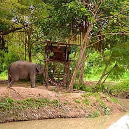 Vé Tham Quan Làng Voi Pattaya, Thái Lan - Một Giờ Trekking Cùng Voi (16:00 - 17:00)