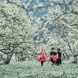 Tour 2N1Đ Hà Nội - Cao Nguyên Mộc Châu - Các Mùa Hoa - Đồi Chè Trái Tim - Chợ Pà Cò, Khởi Hành Thứ 7 Hàng Tuần