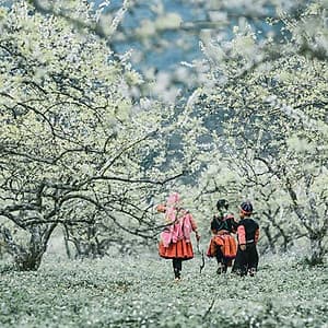 Tour 2N1Đ Hà Nội - Cao Nguyên Mộc Châu - Các Mùa Hoa - Đồi Chè Trái Tim - Chợ Pà Cò, Khởi Hành Thứ 7 Hàng Tuần