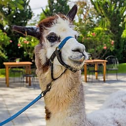 Vé Tham Quan Làng Primo Piazza Khao Yai, Thái Lan