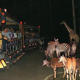 Vé Tham Quan Chiang Mai Night Safari, Thái Lan Ban Đêm (18:30 - 22:30)