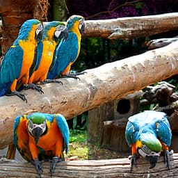 Vé Safari World Bangkok, Thái Lan - Package C: Safari Park + Marine Park + Show Thú