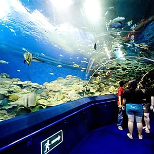 Vé Thủy Cung Underwater World Ở Pattaya, Thái Lan
