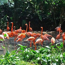 Vé Vườn Chim Jurong (Jurong Bird Park), Singapore