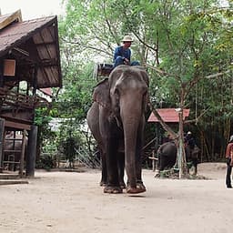 Vé Tham Quan Làng Voi Pattaya, Thái Lan - Một Giờ Trekking Cùng Voi (16:00 - 17:00)