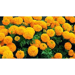 Bộ 1 gói Hạt giống hoa vạn thọ mỹ lùn màu cam- siêu hoa- hàng loại 1 -30 hạt