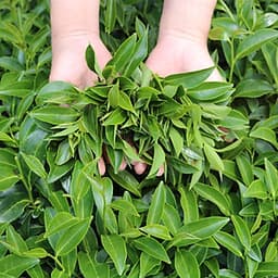 Trà Xanh Cầu Đất Dalat Farm - Phiên Bản Đặc Biệt Bà Tôi - Hộp 110Gr