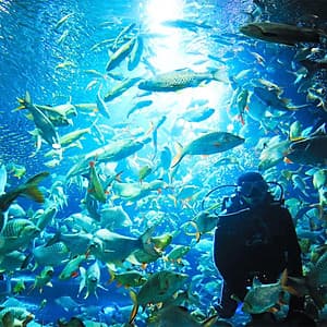 Vé Tham Quan Chiang Mai Zoo Aquarium, Thái Lan