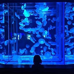 Vé Thủy Cung Hanwha Aqua Planet Ilsan, Hàn Quốc