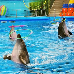 Vé Dolphins Bay Nemo Phuket, Thái Lan - Ghế Thường